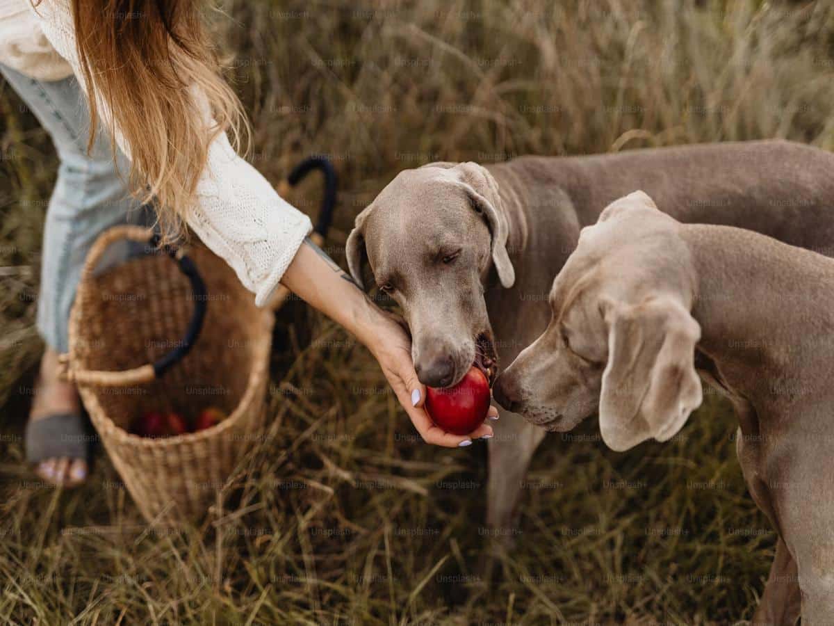 Is it safe for dogs to eat apples