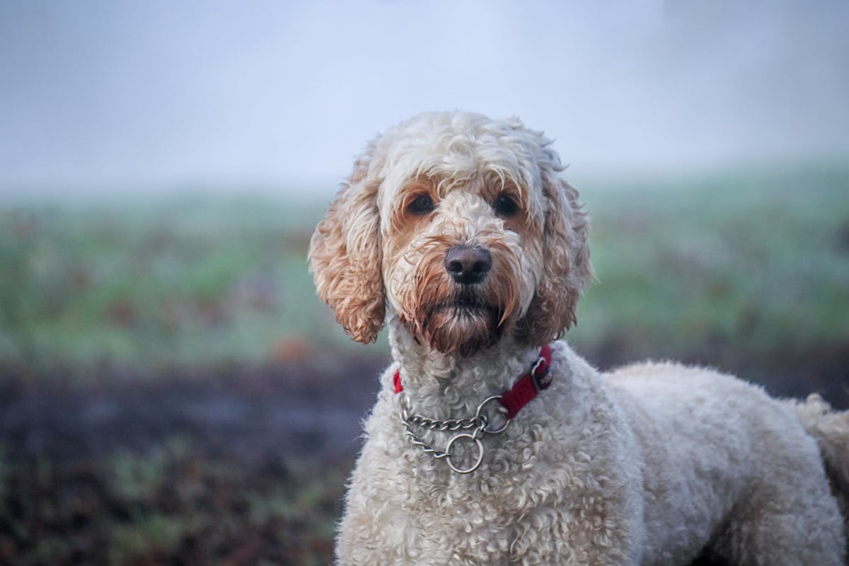 health conditions affecting labradoodles