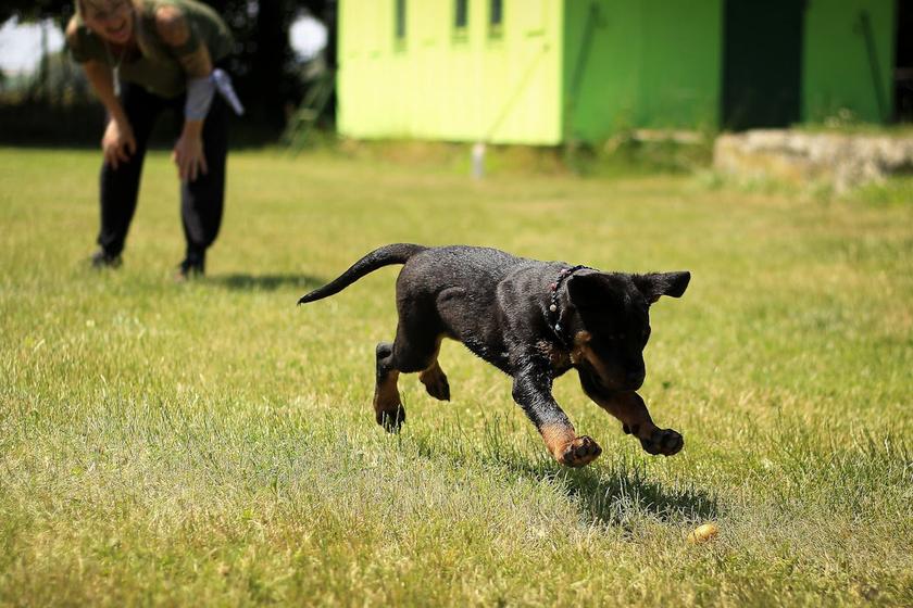 Training a dog