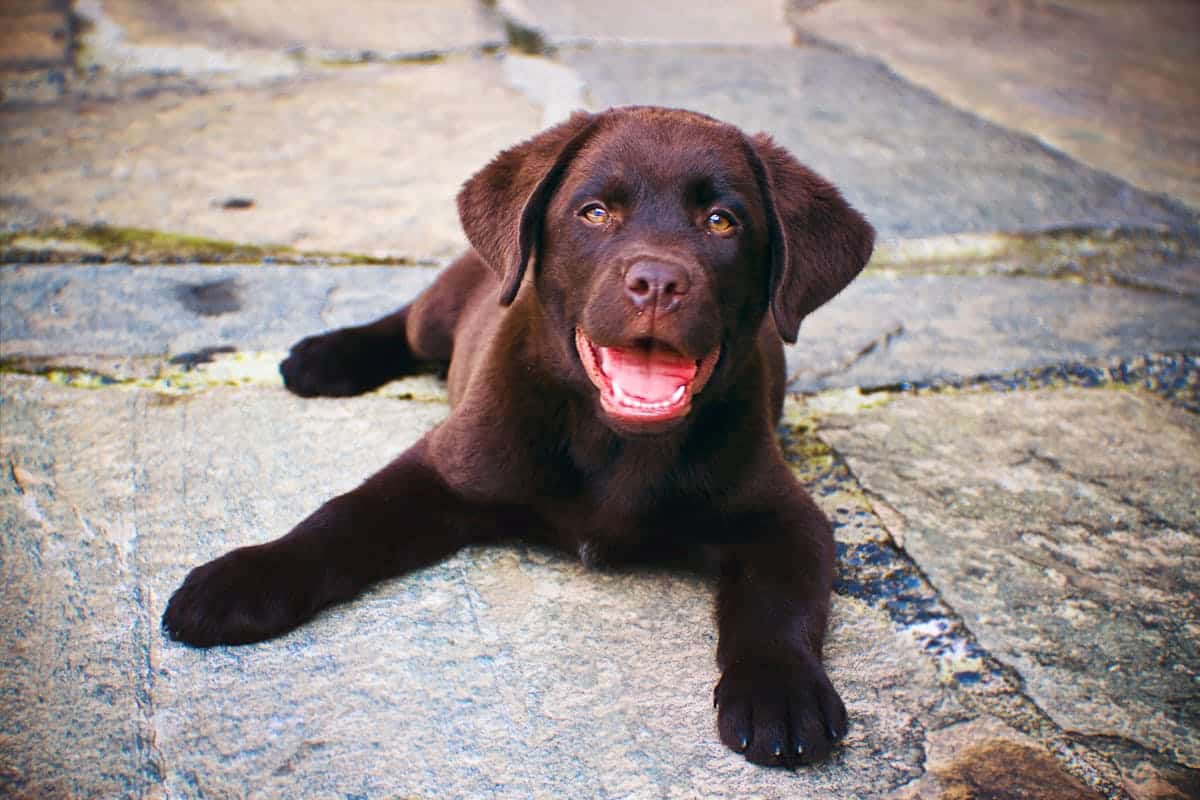 Black labrador retriever with shiny coat