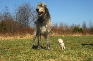 large dogs