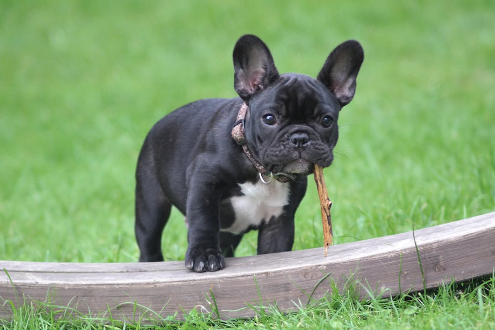 french bulldog