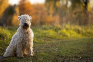 hypoallergenic dogs