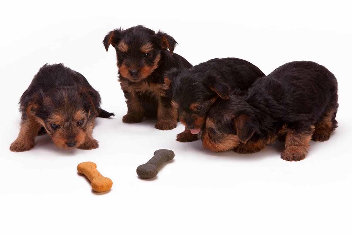 Puppies eating their dry food