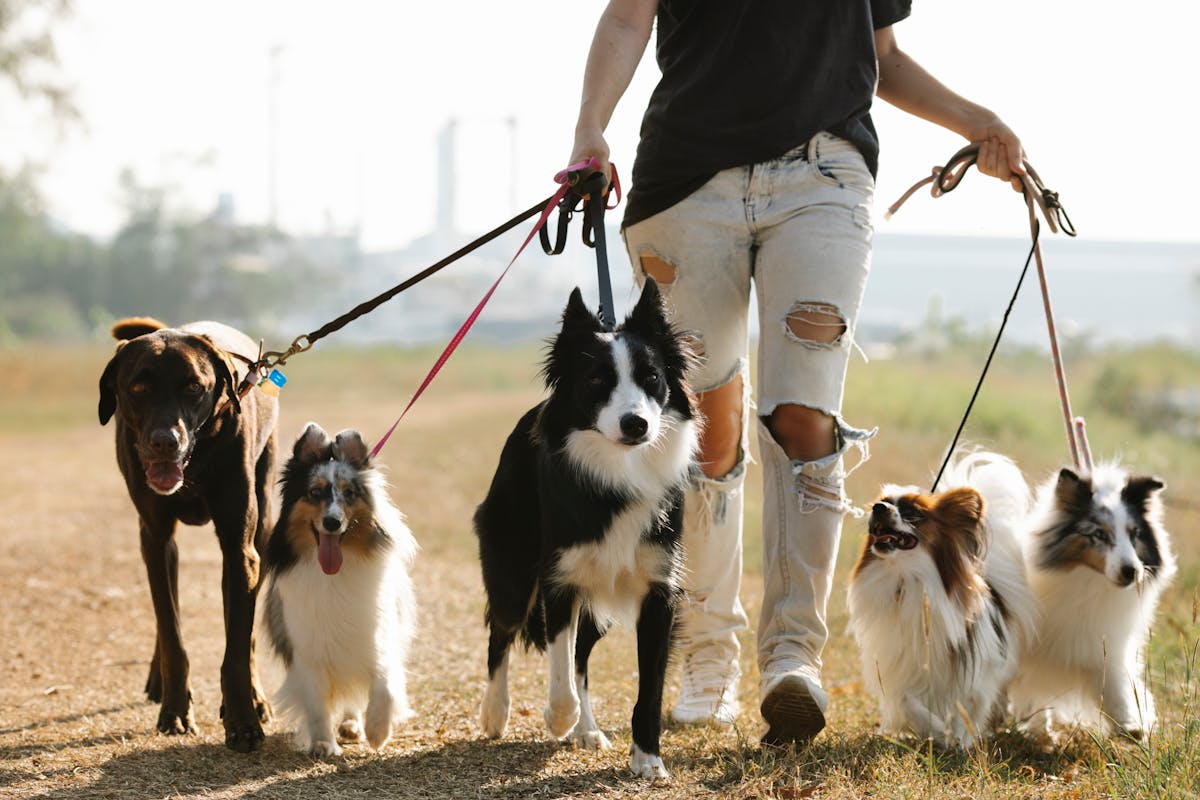 leash training