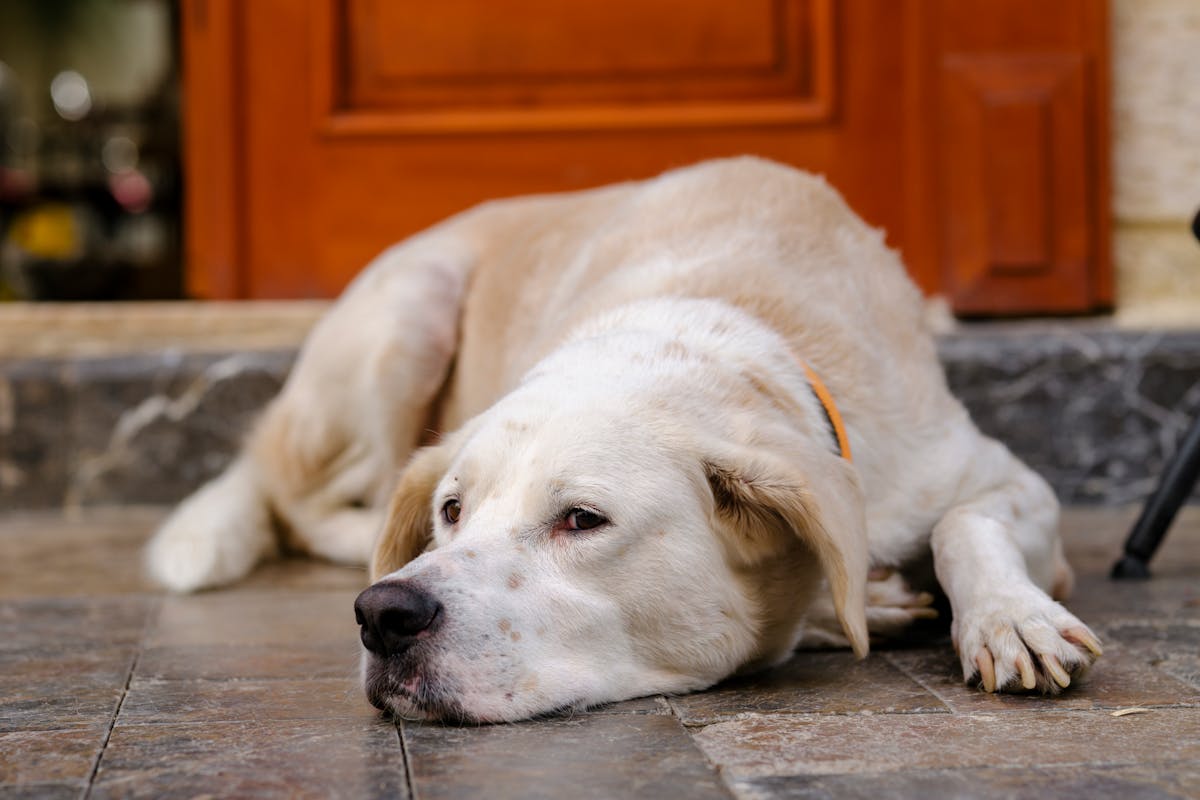 how to beat dog anxiety 