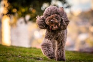 poodle health