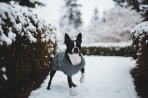 boston terrier