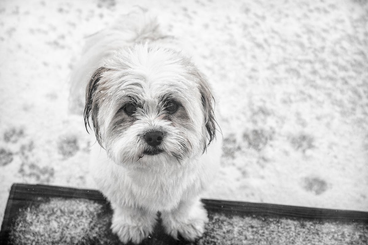 havanese toy dog