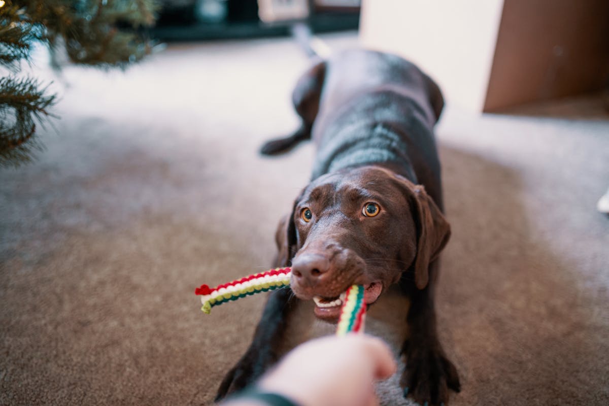 interactive toys for dogs