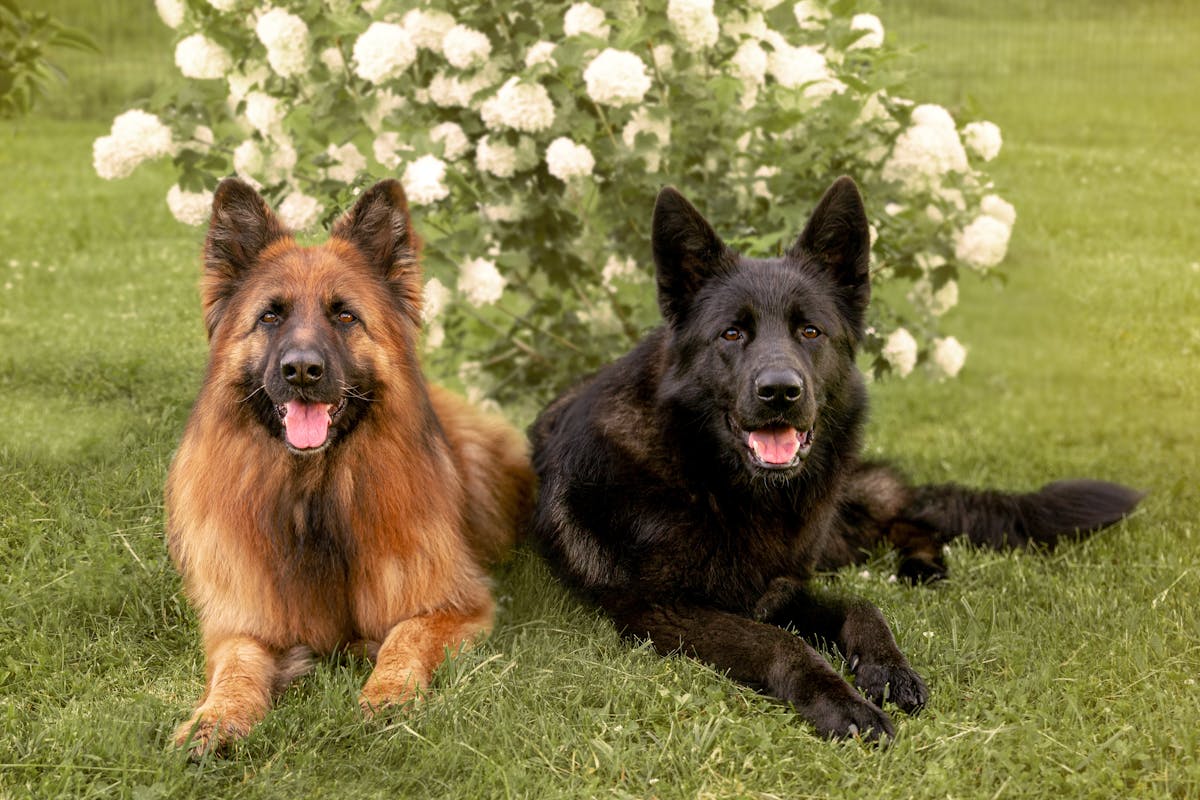 large_dogs