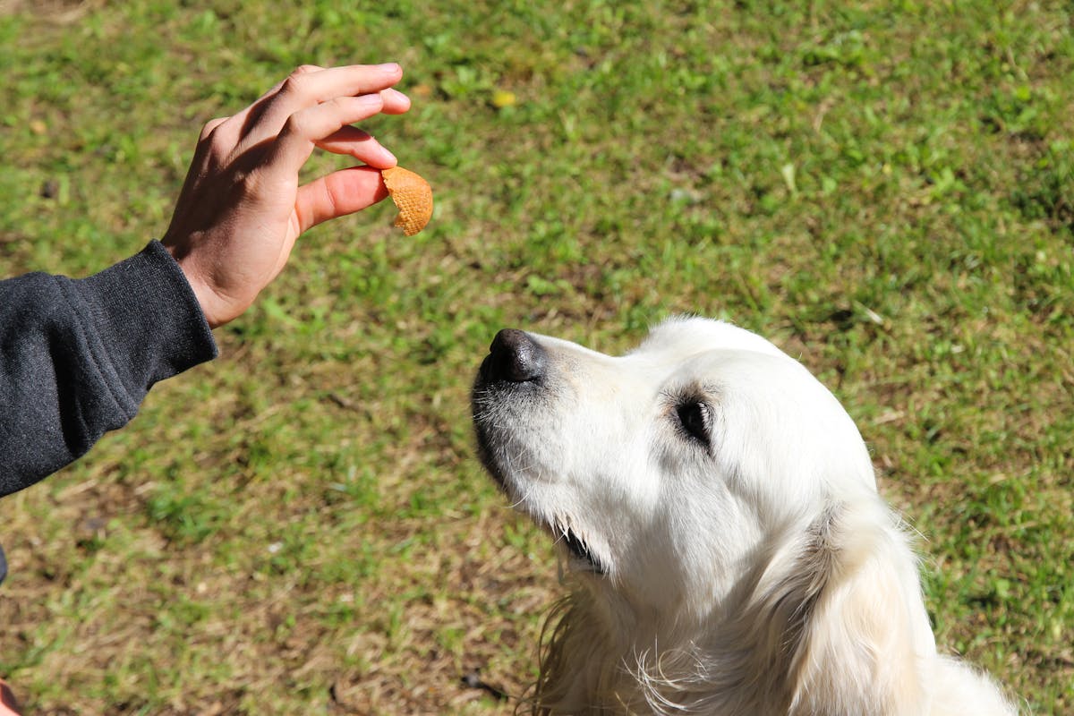 training treat