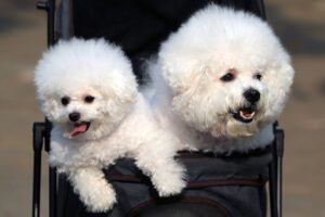 bichon frise