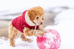 hypoallergenic dogs