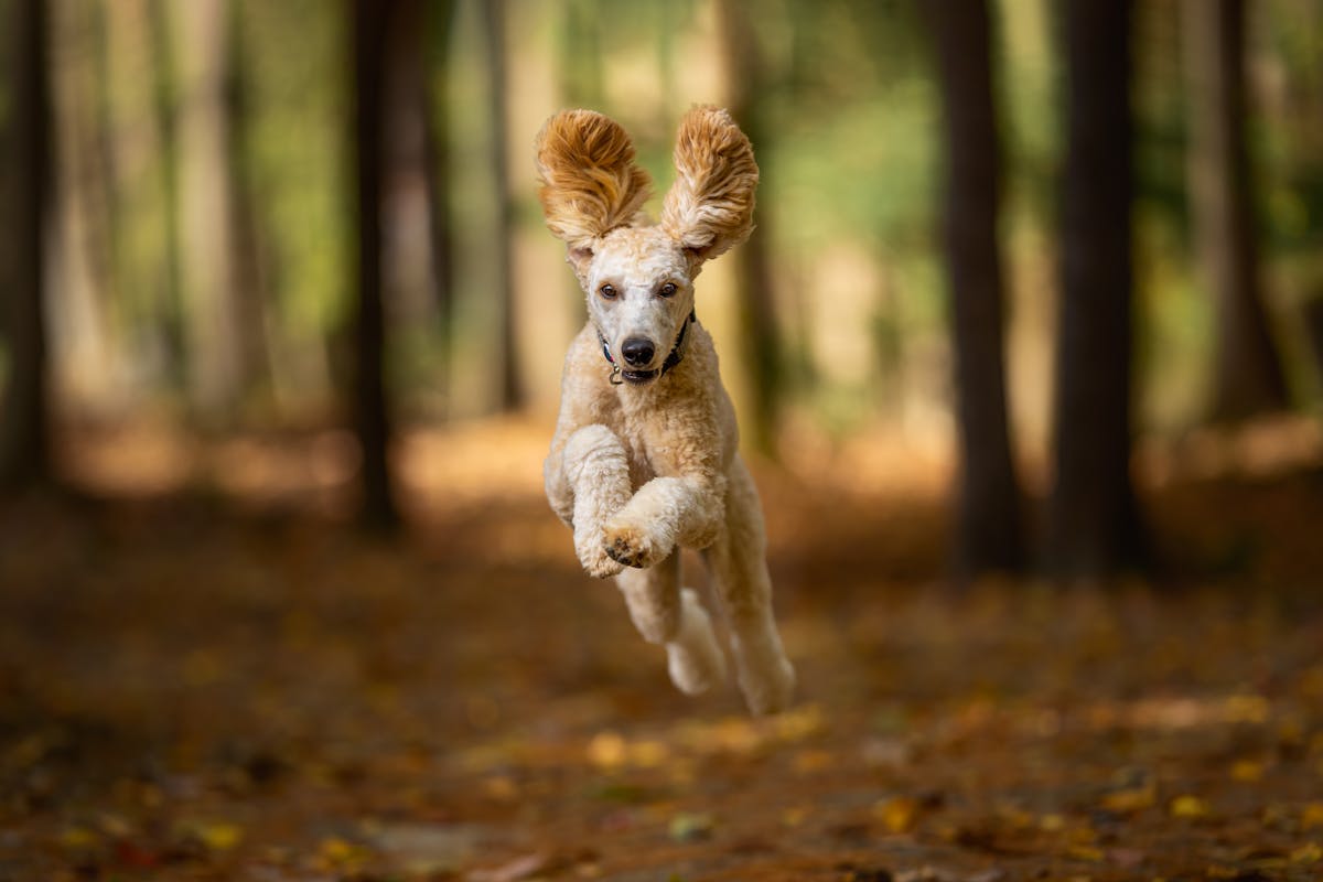 standard poodle