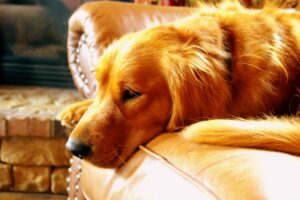 golden retriever health