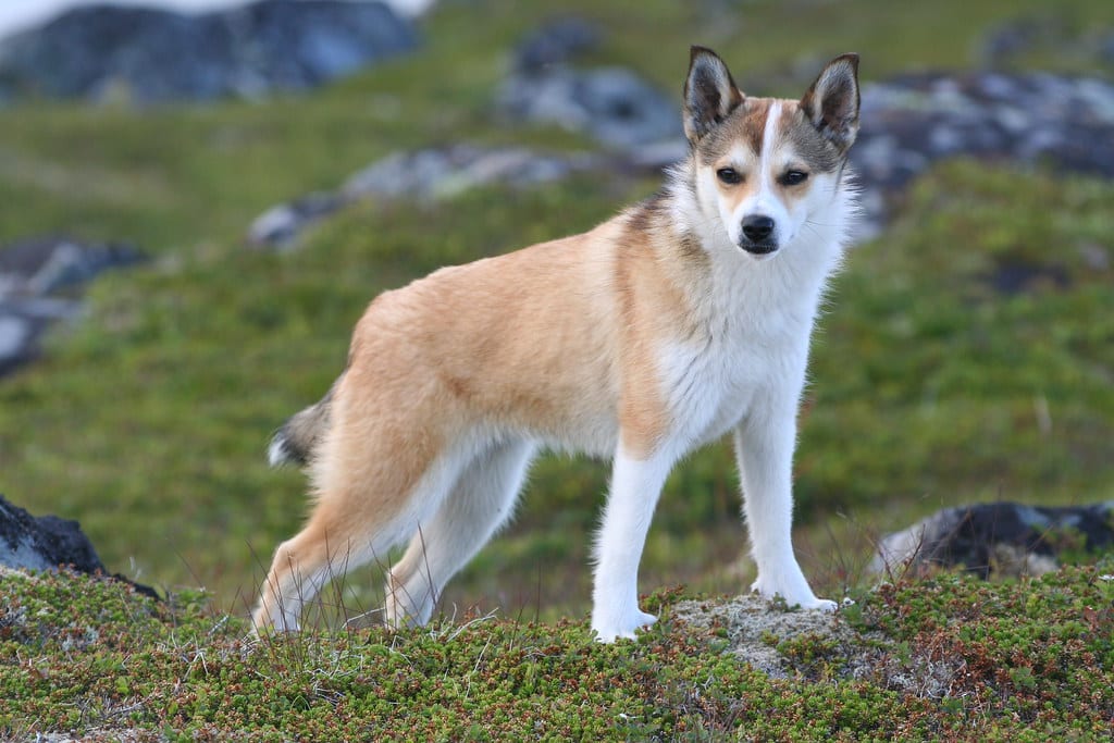 norwegian lundehunds