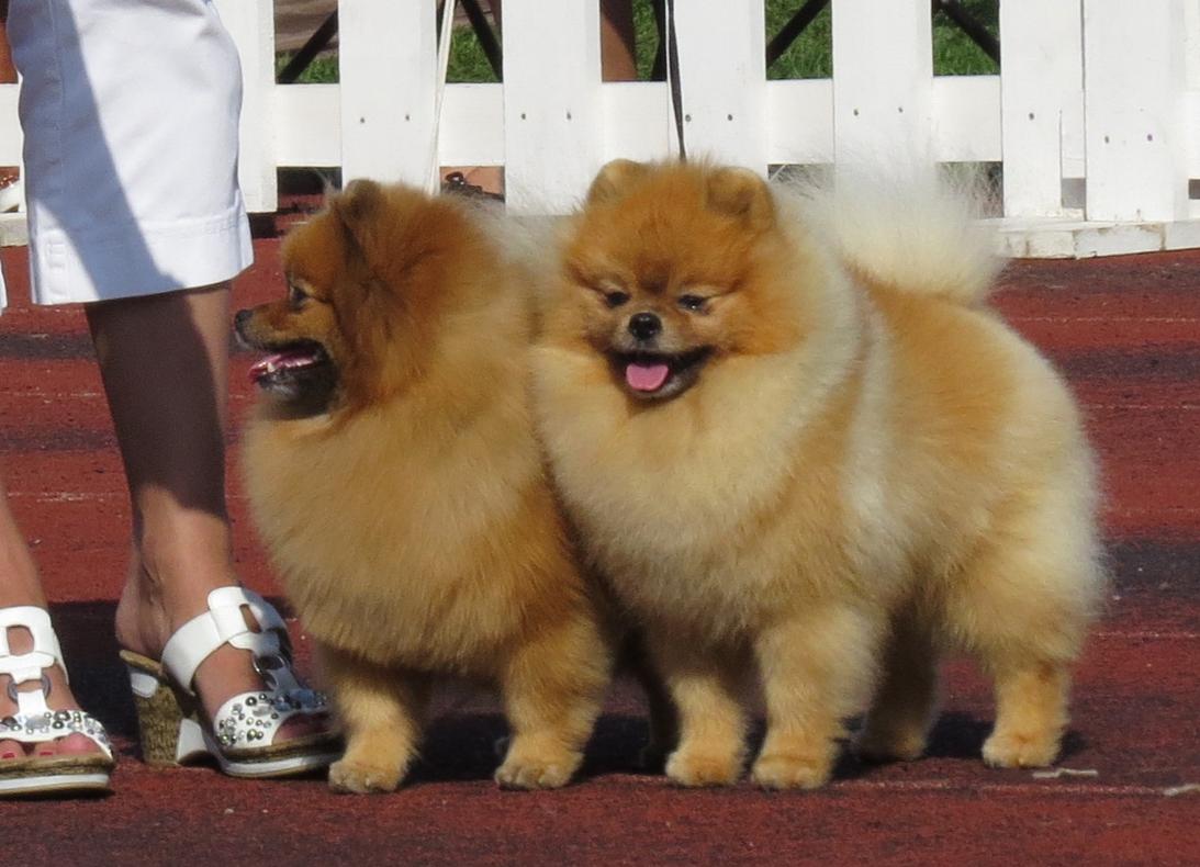 the pomeranian