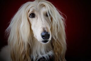 afghan hound