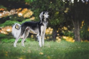 saluki
