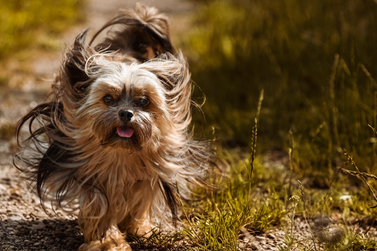 weight loss in dogs