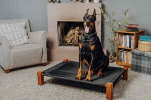 doberman pinscher