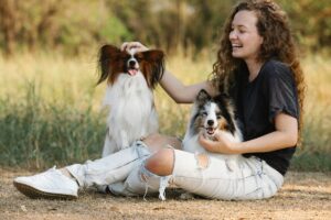 shetland sheepdog