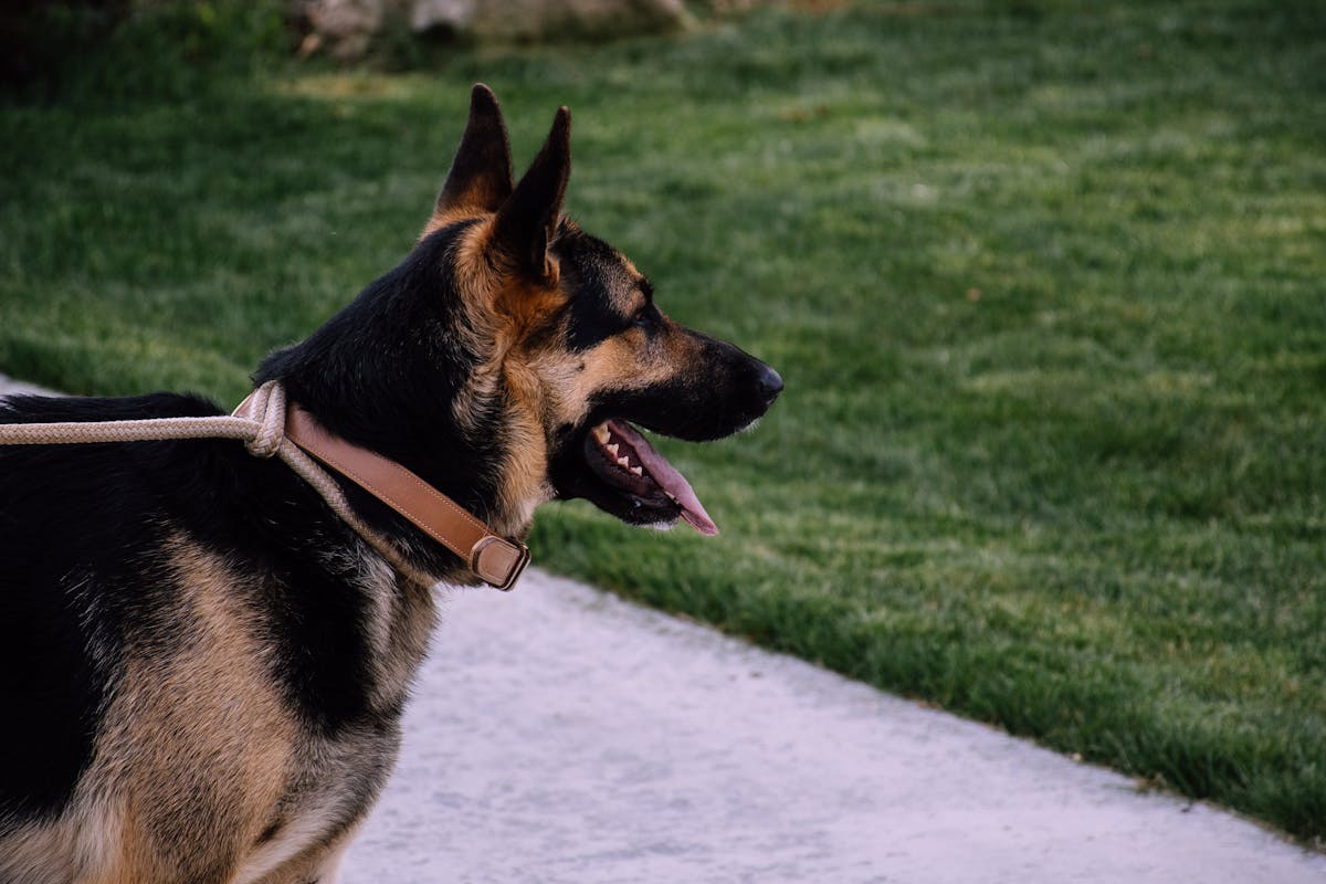 German Shepherds: Origins, Temperament, Health, and Facts