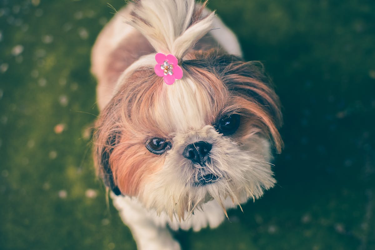 shih tzu