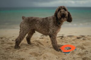 lagotto romagnolo