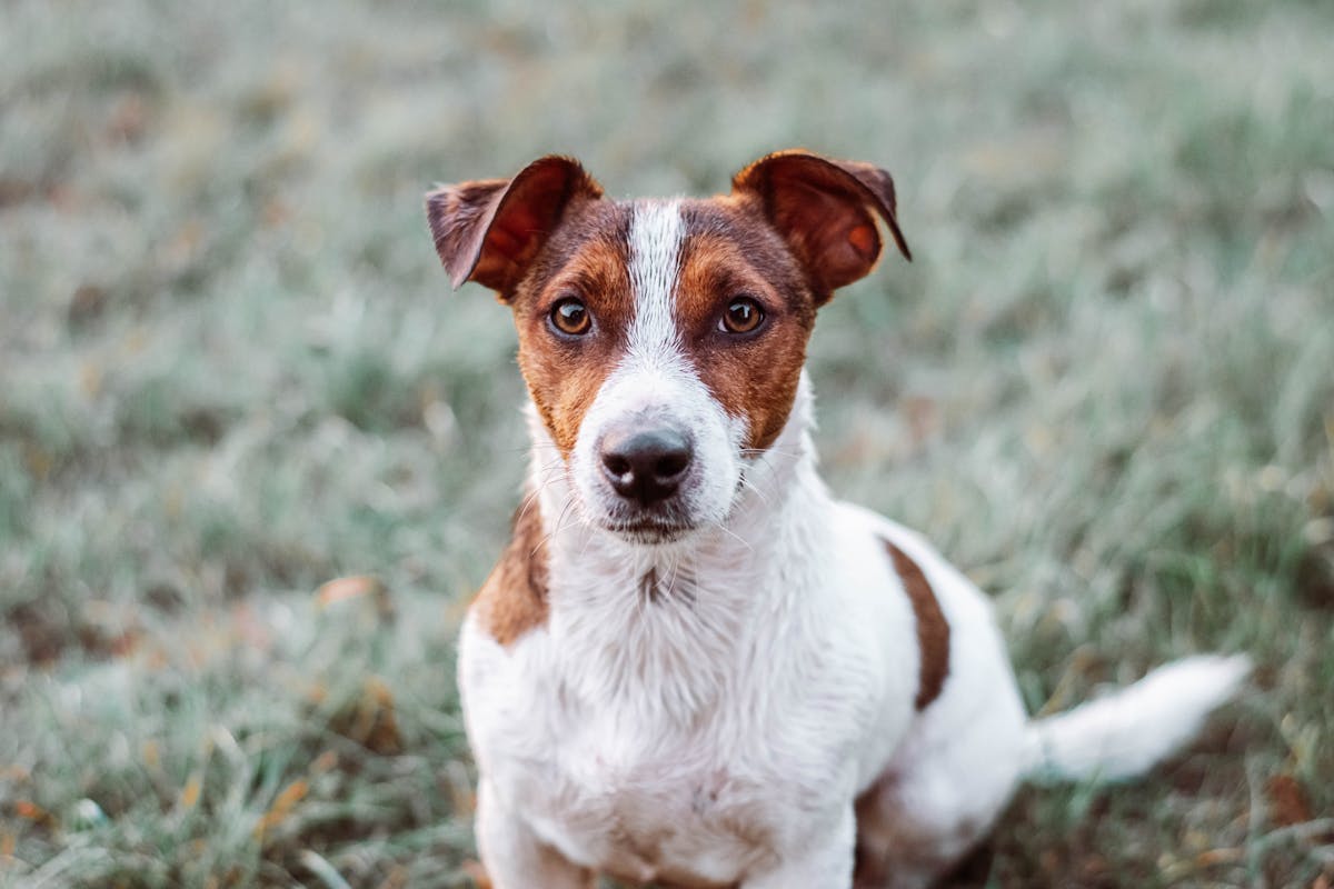 Stressed Dogs: Natural Remedies and Calming Techniques.