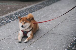 shiba inui