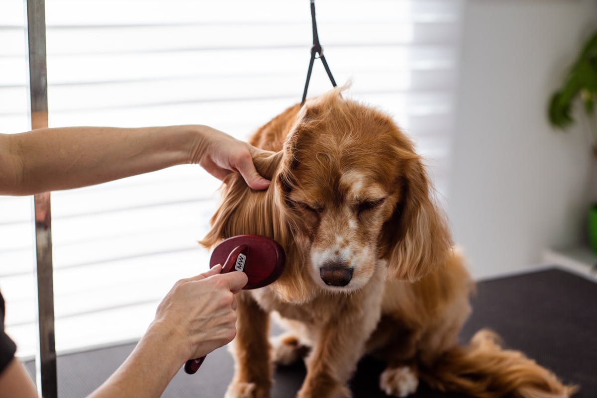 cocker spaniel