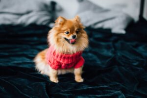 pomeranian