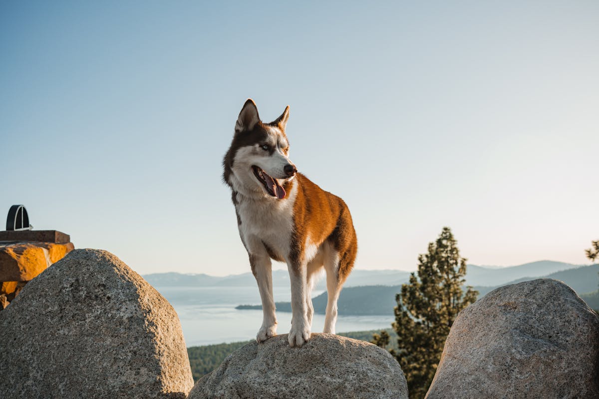 anxiety in dogs