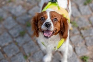 cavalier king charles spaniel