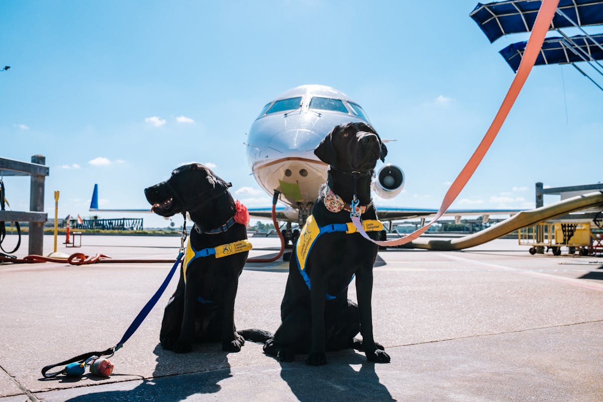 The 10 Best Service Dogs, Ranked