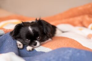 japanese chin