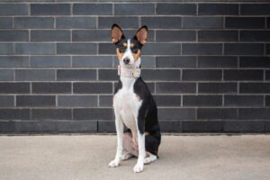 basenji