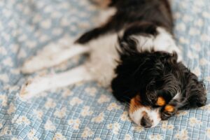 cavalier king charles spaniel