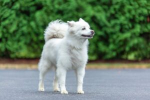 american eskimo dog