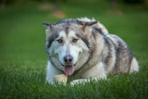 alaskan malamute