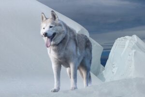 siberian husky