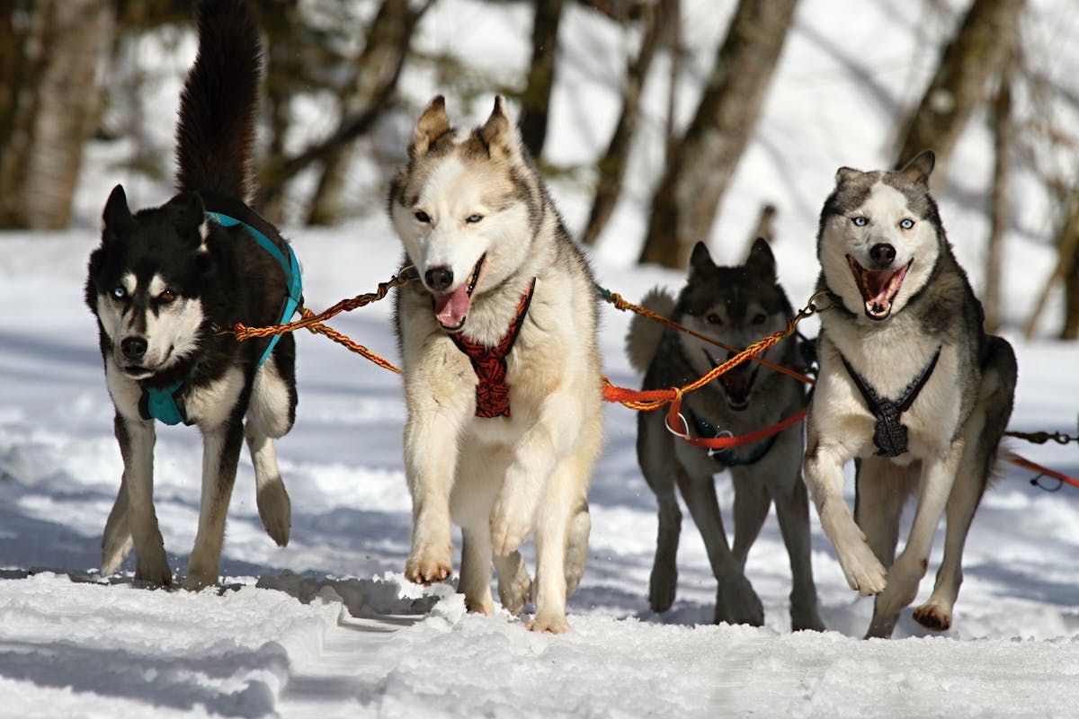 Top 10 Popular Dog Breeds: America’s Favorite Dogs