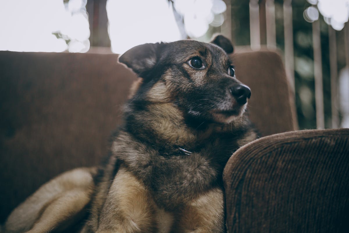 German Shepherd Size: How Big Do They Really Get?