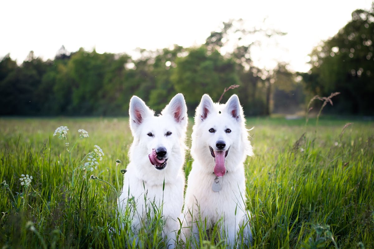 vertigo in dogs