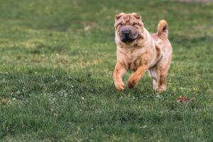 chinese shar-pei