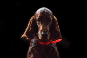 irish setter
