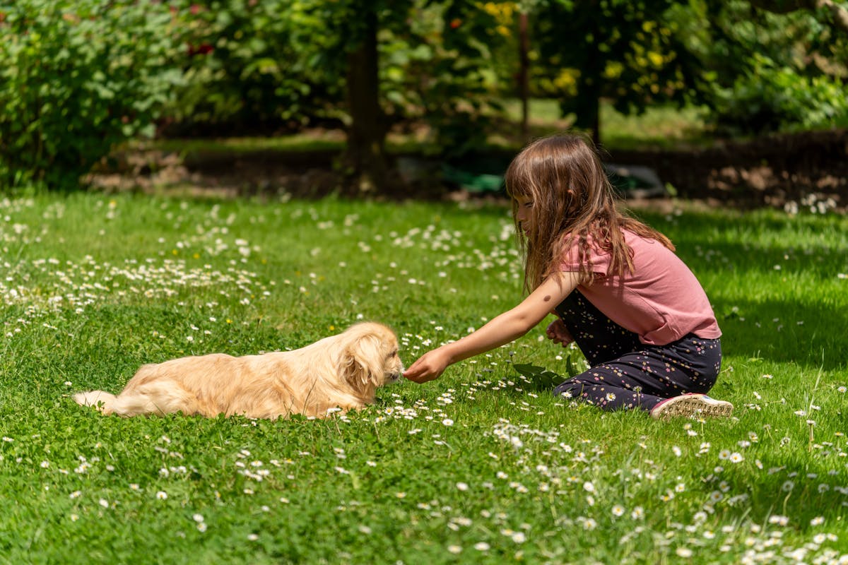 safe dog interactions