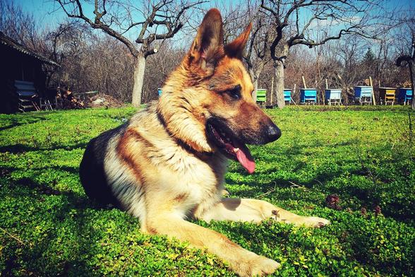 Understanding German Shepherd Temperament and Traits